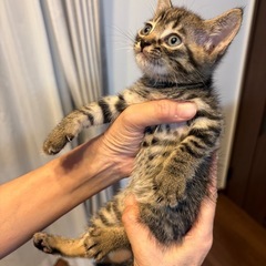 ちっちゃな末っ子甘えん坊君🐯【見学大歓迎】生後40日