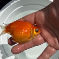 金魚「ピンポンパール」
の画像