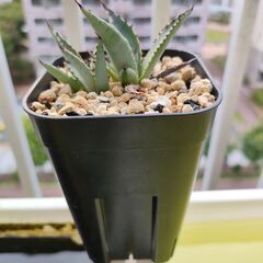 【アガベ】屈原の舞扇　子株３株　プレステラ90深鉢の画像