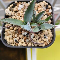 【アガベ】屈原の舞扇　子株３株　プレステラ90深鉢の画像