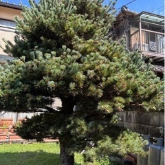 庭木の剪定(松２本、その他)