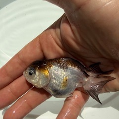 金魚「オランダショートテール」
の画像
