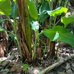 島バナナ（赤軸）の画像