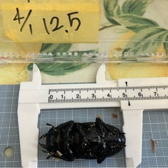 今年羽化した能勢YG847系 オオクワガタ Ｊ♀メス51mmの画像