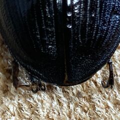 国産オオクワガタ  ♀47mmの画像