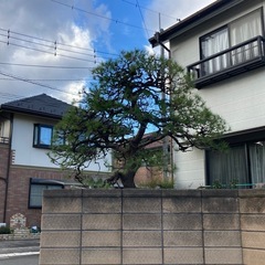 植木のメンテナンス作業【急募】未経験者歓迎/経験者即戦力として働けます。縛られて働くのが嫌な方にぴったりです。月収38万円実績ありの画像