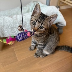２ヶ月になる男の子