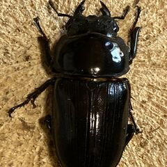 ㊹　国産オオクワガタ  ペアー　♂80mm　♀52mmの画像