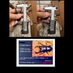 [国産オオクワガタNO:182]YG871系統  71ミリペアー の画像