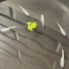 ⁎⁺˳✧༚ネプチューンメダカ˚✧₊⁎ 　1匹¥100-の画像