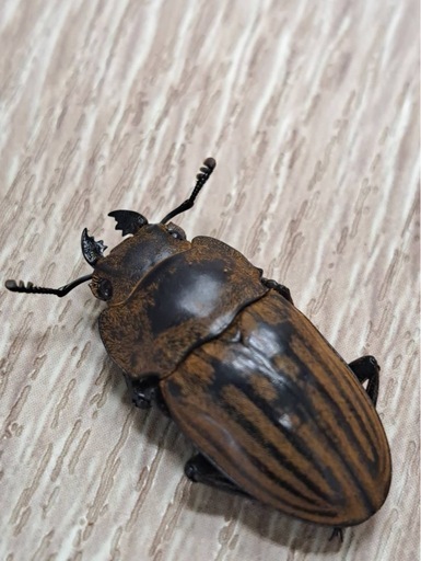 ストリアータツヤクワガタ トリオ