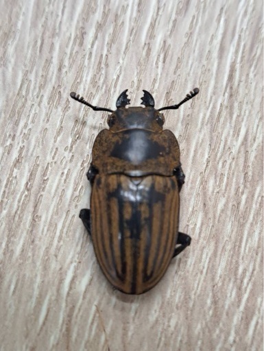 ストリアータツヤクワガタ トリオ