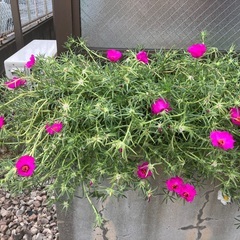 松葉牡丹　花　苗　