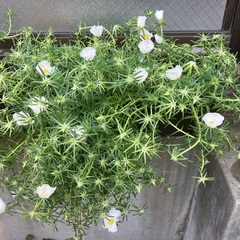 松葉牡丹　花　苗