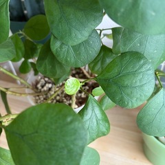 フィカス　ゴールドコイン　小判菩提樹の画像