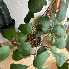 フィカス　ゴールドコイン　小判菩提樹の画像