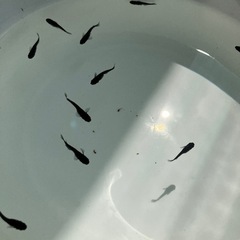 オロチ　メダカ　5ペア　の画像