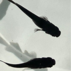 オロチ　メダカ　5ペア　の画像
