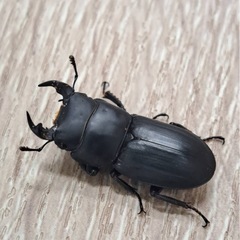 ムシモンオオクワガタ ペアの画像