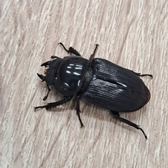 ムシモンオオクワガタ ペアの画像