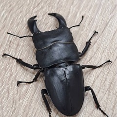 スラウェシオオヒラタクワガタ　ペアの画像