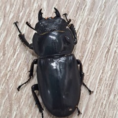 スラウェシオオヒラタクワガタ　ペアの画像