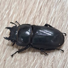 スラウェシオオヒラタクワガタ　ペアの画像