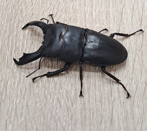 スラウェシオオヒラタクワガタ　ペア