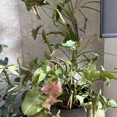 植物の画像