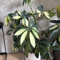 植物の画像