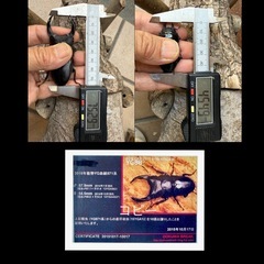 [国産オオクワガタNO:183]YG871系統  75ミリペアー  の画像