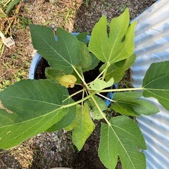 9/28 イチジク (マルセイユブラン)の苗木の画像