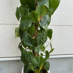 観葉植物 　オキシカルジウム 約170cmの画像