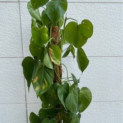 観葉植物 　オキシカルジウム 約170cmの画像