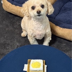 トイプードル🌼♂7歳