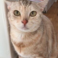 人間が大好き甘えん坊なパステルサピ猫さん