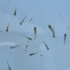 マリアージュキッシングワイドフィンの画像