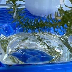 マリアージュキッシングワイドフィンの画像