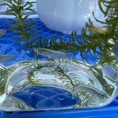 マリアージュキッシングワイドフィンの画像