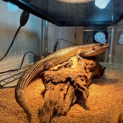 オニプレートトカゲ