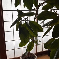 フィカス　ゴムの木　の画像