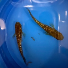 琥珀ラメ　メダカ　若魚3匹300円
の画像