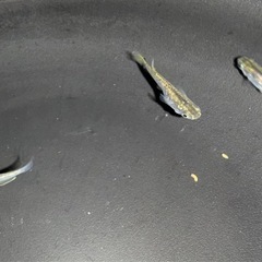 琥珀ラメ　メダカ　若魚3匹300円
の画像