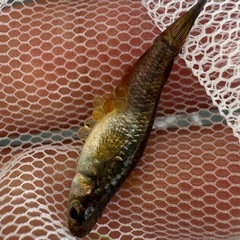 琥珀ラメ　メダカ　若魚3匹300円
の画像