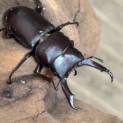 南紀大島コクワガタ幼虫3頭の画像