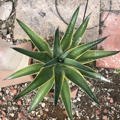 アガベベネズエラの画像