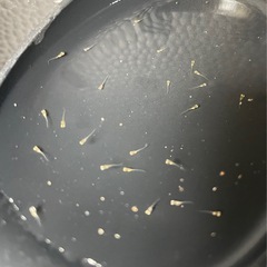 サンシャイン　針子or卵の画像