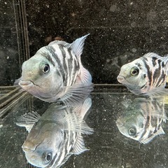 🐠産卵経験済 ブルータイガーパロット 完全ペア  全長±7㎝ 5.5㎝　1ペア700円 シクリッド ゼブラパロット  No.07の画像