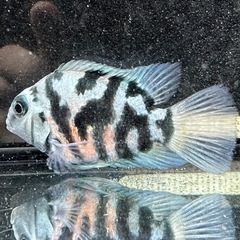 🐠産卵経験済 ブルータイガーパロット 完全ペア  全長±7㎝ 5.5㎝　1ペア700円 シクリッド ゼブラパロット  No.07の画像