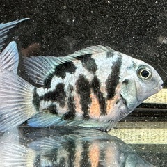 🐠産卵経験済 ブルータイガーパロット 完全ペア  全長±7㎝ 5.5㎝　1ペア700円 シクリッド ゼブラパロット  No.07の画像